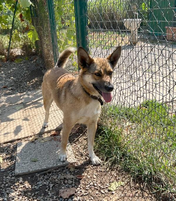 Anais, una splendida lupetta Foto 7